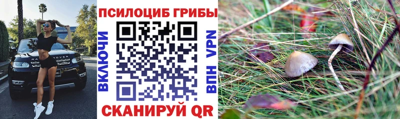 blacksprut сайт  Новохопёрск  Галлюциногенные грибы мицелий 